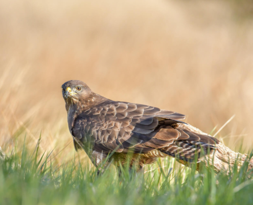 Common buzzard, Buteo buteo, Myszołów, grass, field, bird of prey