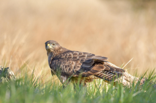 Common buzzard, Buteo buteo, Myszołów, grass, field, bird of prey