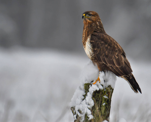 Common buzzard, Buteo buteo, Myszołów, bird of prey, winter, snow, bird in snow, puszcza wkrzańska
