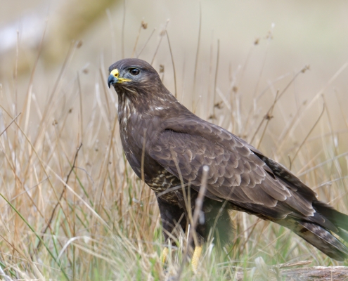 Common buzzard, Buteo buteo, Myszołów, bird of prey brown bird wildlife nature photography puszcza wkrzańska Rezerwat śwdwie