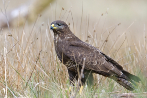 Common buzzard, Buteo buteo, Myszołów, bird of prey brown bird wildlife nature photography puszcza wkrzańska Rezerwat śwdwie