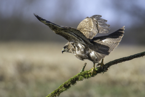 bird of prey, Common buzzard bird, buzzard raptor, wildlife nature photography, wings, branch