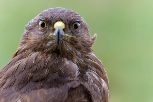 bird of prey, Common buzzard bird, buzzard raptor, wildlife nature photography, wings, close up head