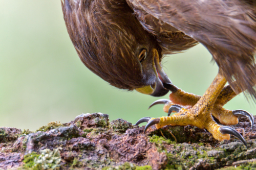 bird of prey, Common buzzard bird, buzzard raptor, wildlife nature photography, wings, close up