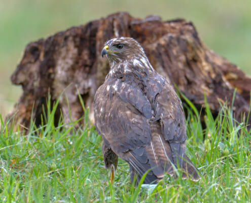 Bird of prey Common buzzard, Common buzzard, Buteo buteo, wildlife nature photography