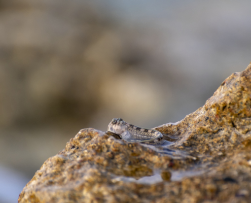 Mudskipper fish that are able to leave water for extended periods of time