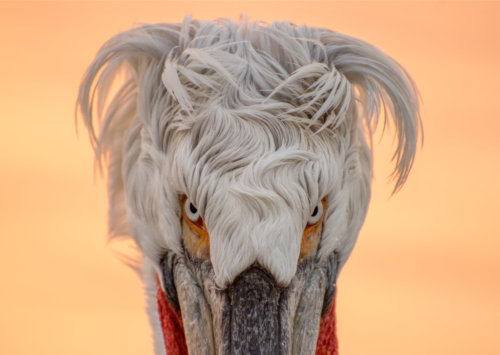 Head of dalmatian pelican, dalmatian pelican, orangee background, wild life nature photography, Artur Rydzewski, eyes