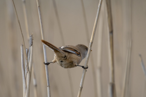 Bearded reedling, small birds, Panurus biarmicus, wildlife nature photography