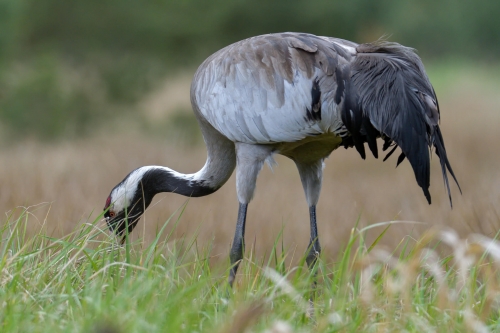 Common crane, Grus grus, Żuraw, big grey bird walking alone bird wildlife nature photography puszcza wkrzańska rezerwat świdwie Artur Rydzewski
