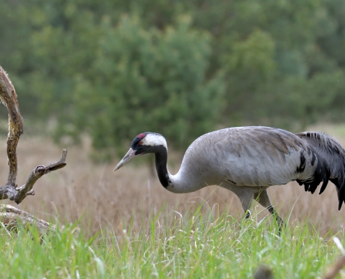 Common crane, Grus grus, Żuraw, bird walking bird wildlife nature photography Artur Rydzewski Puszcza wkrzańska rezerwat świdwie