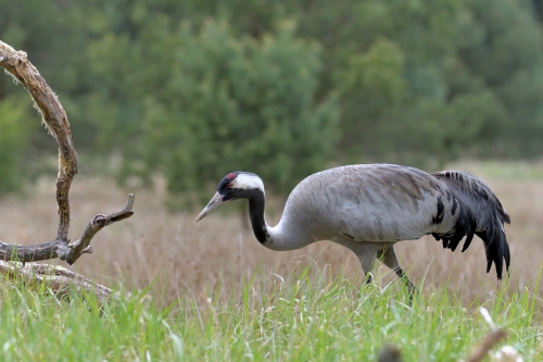 Common crane, Grus grus, Żuraw, bird walking bird wildlife nature photography Artur Rydzewski Puszcza wkrzańska rezerwat świdwie