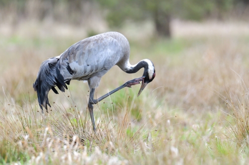 Common crane, Grus grus, Żuraw, big grey bird walking scratching long legs wildlife nature photography puszcza wkrzańska rezerwat świdwie Artur Rydzewski