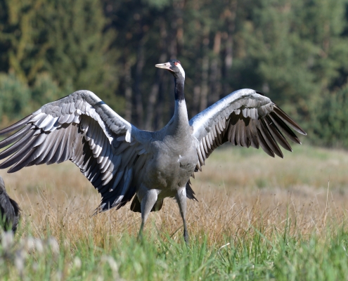 Common crane, Grus grus, Żuraw, bird walking bird wingspan wildlife nature photography Artur Rydzewski Puszcza wkrzańska rezerwat świdwie