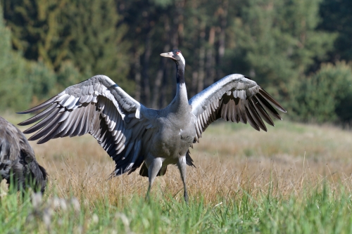 Common crane, Grus grus, Żuraw, bird walking bird wingspan wildlife nature photography Artur Rydzewski Puszcza wkrzańska rezerwat świdwie