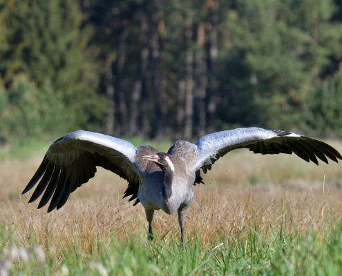Common crane, Grus grus, Żuraw, bird walking bird landing wingspan wildlife nature photography Artur Rydzewski Puszcza wkrzańska rezerwat świdwie