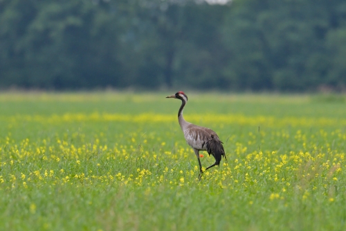 Common crane, Grus grus, Żuraw, big grey bird walking yellow flowers field wildlife nature photography puszcza wkrzańska rezerwat świdwie Artur Rydzewski