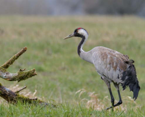 Common crane, wildlife nature photography, close up crane head beak eyes neck, branch grass moss