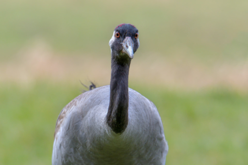 Common crane, wildlife nature photography, close up crane head beak eyes neck