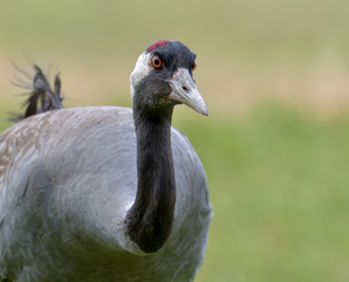 Common crane, wildlife nature photography, close up crane head beak eyes neck