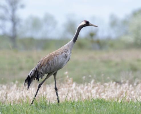 walking Common crane, grus grus, wildlife nature photography