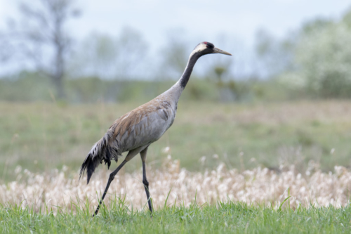 walking Common crane, grus grus, wildlife nature photography