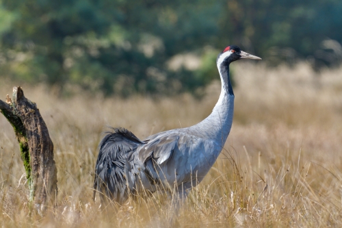Common crane, Grus grus, Żuraw big bird with red cup, walking bird in orange grass wildlife nature photography Artur Rydzewski