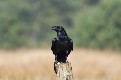 Common raven, Corvus corax, sitting black bird of prey wildlife nature photography Artur Rydzewski