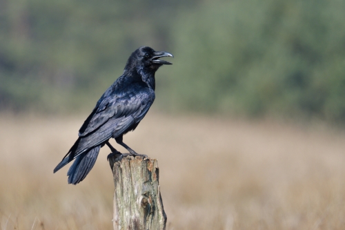 Common raven, Corvus corax, singing and sitting black bird of prey wildlife nature photography Artur Rydzewski