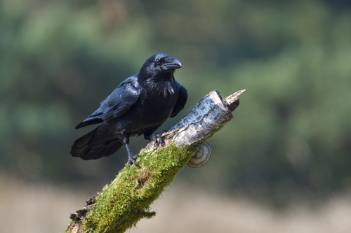 Common raven, Corvus corax, sitting on branch black bird of prey wildlife nature photography Artur Rydzewski