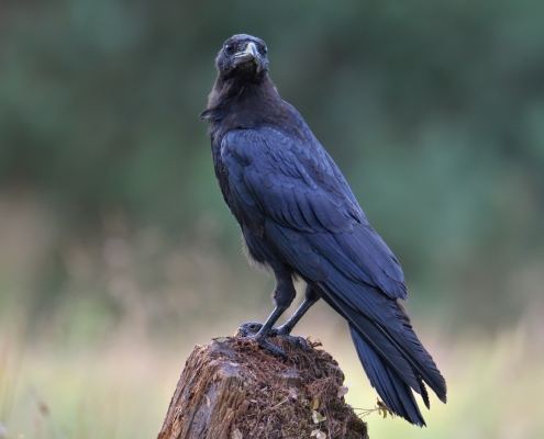 Common raven, Corvus corax, Kruk zwyczajny, bird dark bird black bird of prey wildlife nature photography puszcza wkrzńska rezerwat świdwie Artur Rydzewski