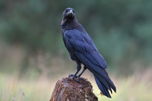 Common raven, Corvus corax, Kruk zwyczajny, bird dark bird black bird of prey wildlife nature photography puszcza wkrzńska rezerwat świdwie Artur Rydzewski