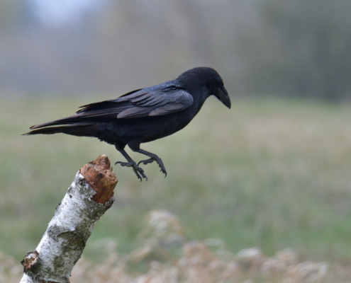 Bird of prey Common raven crow bird, black bird, wildlife nature photography, branch, pile