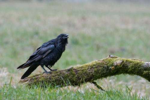 Bird of prey Common raven crow bird, black bird, wildlife nature photography, branch