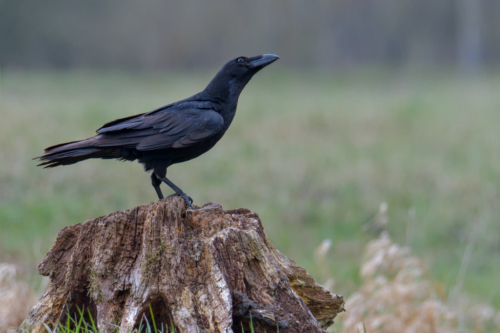 Bird of prey Common raven crow bird, black bird, wildlife nature photography