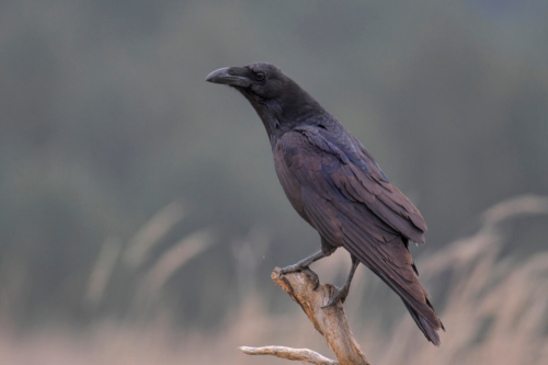 Bird of prey, common raven, crow, corvus corax, kruk, Nature photography, wildlife, bird standing on branch, black bird, wildlife, black bird, Puszcza Wkrzańska, Artur Rydzewski