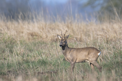 Roe-deer animal close up, nature photography, wildlife