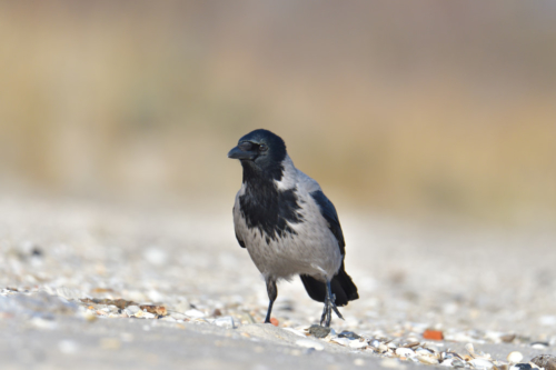 Hooded crow, Hoodie, Corvus cornix, beach sand, gray black bird, nature photography, wildlife