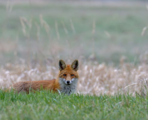 Red fox animal in grass