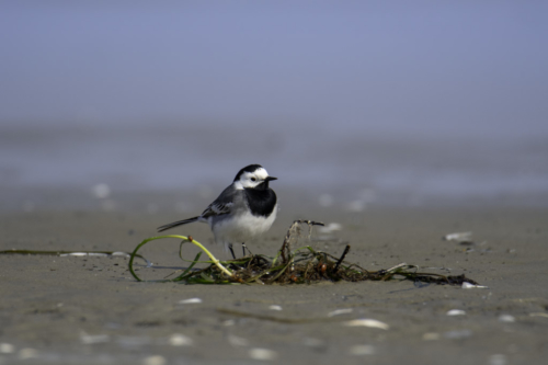 White wagtail, Motacilla alba, small grey bird, beach water sand, nature photography, wildlife