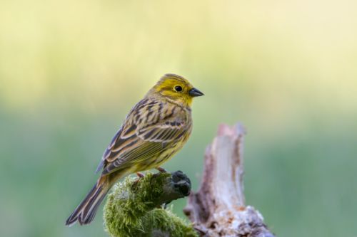 Yellowhammer bird, Emberiza citrinella, yellow bird, wildlife nature photography, close up, moss branch