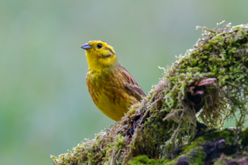 Yellowhammer bird, moss, green backgound, yellow bird, wildlife nature photography