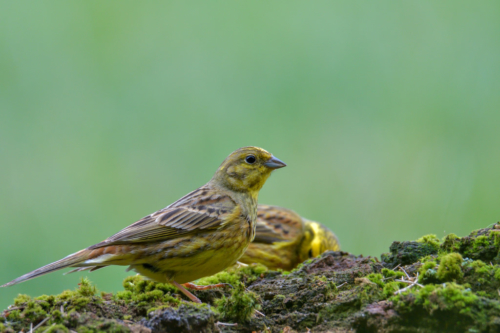Yellowhammer bird, moss, green backgound, yellow bird, wildlife nature photography