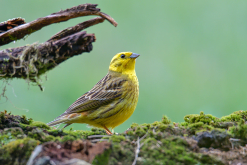 Yellowhammer bird, moss, green backgound, yellow bird