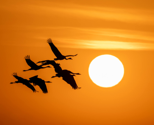 Cranes crane grus Grus żurawie żuraw sunset sunrise sun orange sky clouds warm birds black birds wings