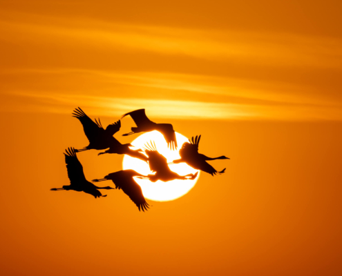Cranes crane grus Grus żurawie żuraw sunset sunrise sun orange sky clouds warm birds black birds at sun