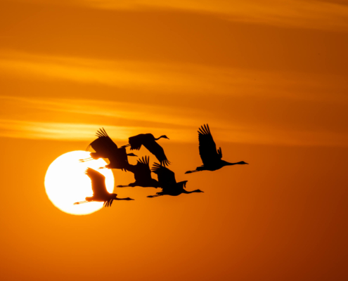 Cranes crane grus Grus żurawie żuraw sunset sunrise sun orange sky clouds warm birds black birds