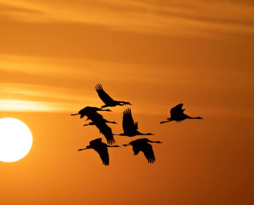 Cranes crane grus Grus żurawie żuraw sunset sunrise sun orange sky clouds warm birds black birds wild nature