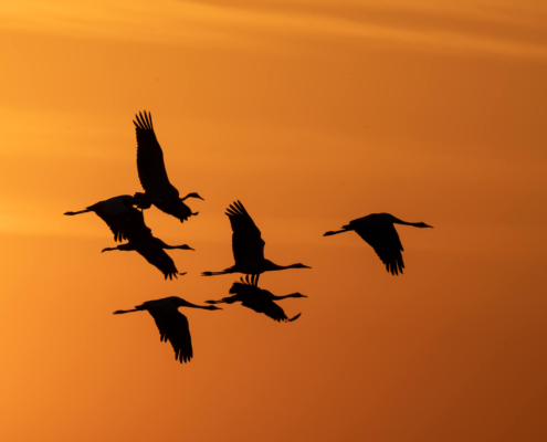 Cranes crane grus Grus żurawie żuraw sunset sunrise sun orange sky clouds warm birds black birds wings