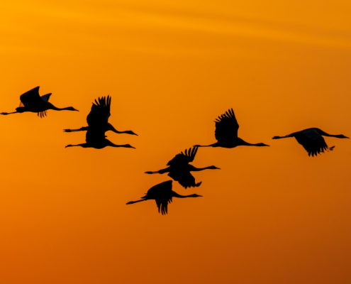 Cranes crane grus Grus żurawie żuraw sunset sunrise sun orange sky clouds warm birds black birds