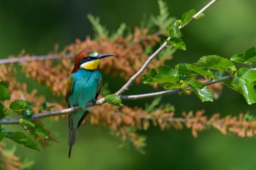 Fullcolor bird bee-eater on tree branch,